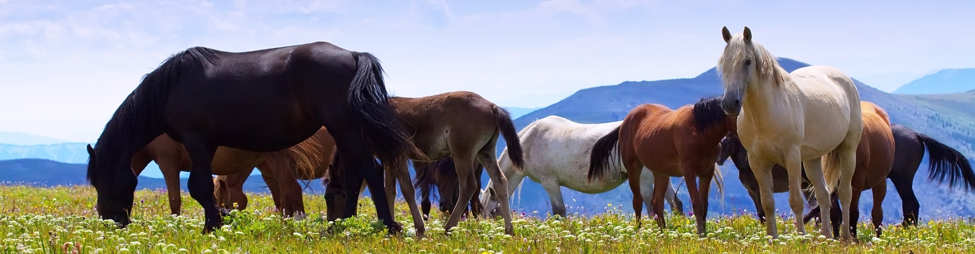 The feeding of your horse to a great influence on his behaviour, health and performance